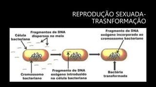 REPRODUÇÃO SEXUADA-
TRASNFORMAÇÃO
 