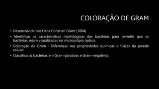 COLORAÇÃO DE GRAM
• Desenvolvida por Hans Christian Gram (1884)
• Identificar as características morfológicas das bactérias para permitir que as
bactérias sejam visualizadas no microscópio óptico.
• Coloração de Gram - Diferenças nas propriedades químicas e físicas da parede
celular.
• Classifica as bactérias em Gram-positivas e Gram-negativas.
 