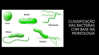 CLASSIFICAÇÃO
DAS BACTÉRIAS
COM BASE NA
MORFOLOGIA
 