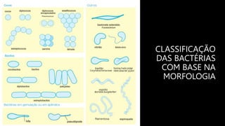 CLASSIFICAÇÃO
DAS BACTÉRIAS
COM BASE NA
MORFOLOGIA
 