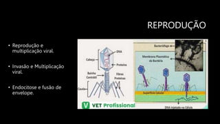 REPRODUÇÃO
• Reprodução e
multiplicação viral.
• Invasão e Multiplicação
viral.
• Endocitose e fusão de
envelope.
 