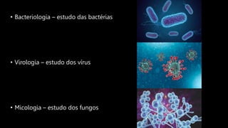 • Bacteriologia – estudo das bactérias
• Virologia – estudo dos vírus
• Micologia – estudo dos fungos
 