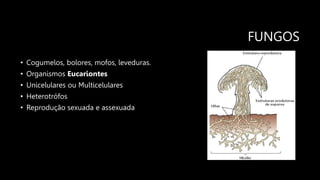 FUNGOS
• Cogumelos, bolores, mofos, leveduras.
• Organismos Eucariontes
• Unicelulares ou Multicelulares
• Heterotrófos
• Reprodução sexuada e assexuada
 
