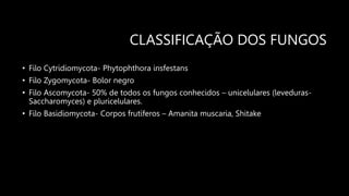CLASSIFICAÇÃO DOS FUNGOS
• Filo Cytridiomycota- Phytophthora insfestans
• Filo Zygomycota- Bolor negro
• Filo Ascomycota- 50% de todos os fungos conhecidos – unicelulares (leveduras-
Saccharomyces) e pluricelulares.
• Filo Basidiomycota- Corpos frutíferos – Amanita muscaria, Shitake
 