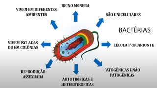 BACTÉRIAS
 