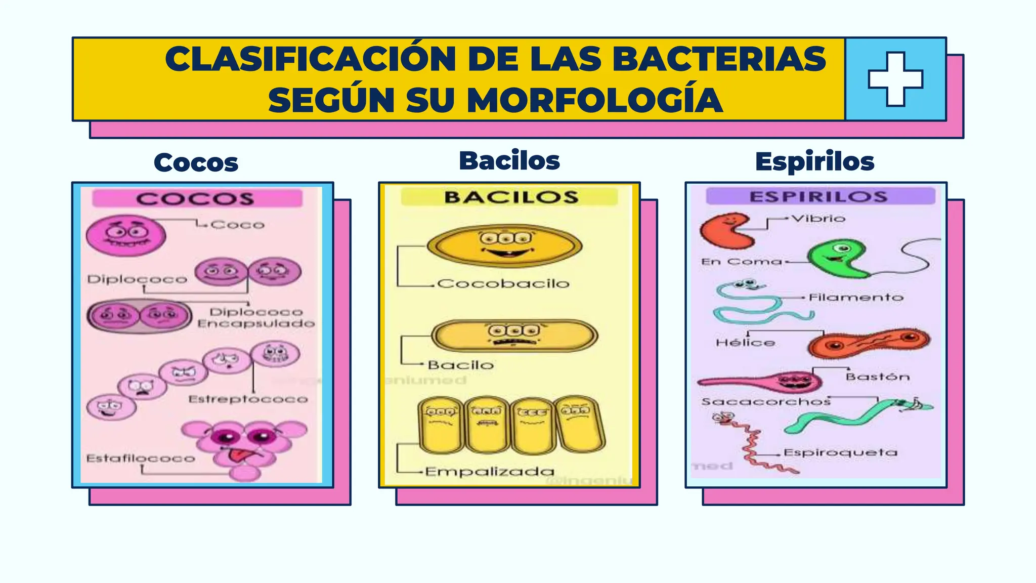 Clasificación de las bacterias, Microbiota saprofita del cuerpo humano ...