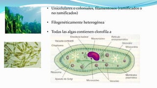 • Unicelulares o coloniales, filamentosos (ramificados o
no ramificados)
• Filogenéticamente heterogénea
• Todas las algas contienen clorofila a
 