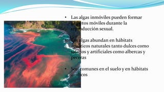 • Las algas inmóviles pueden formar
gametos móviles durante la
reproducción sexual.
• Las algas abundan en hábitats
acuáticos naturales tanto dulces como
salados y artificiales como albercas y
peceras
• Son comunes en el suelo y en hábitats
acídicos
 