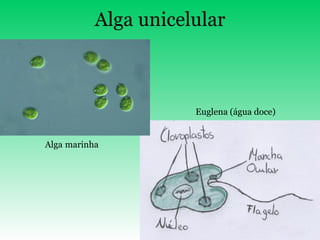 Alga   unicelular Euglena (água doce) Alga   marinha 