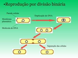 Duplicação do DNA Separação das células Reprodução por divisão binária Parede celular Membrana plasmática Molécula de DNA 
