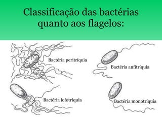 Classificação das bactérias quanto aos flagelos: Bactéria peritríquia Bactéria lofotríquia Bactéria anfitríquia Bactéria monotríquia 