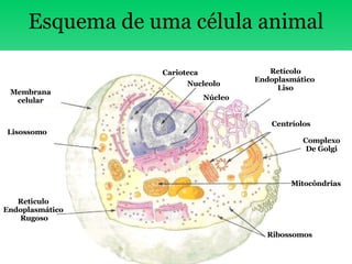 Esquema de uma célula animal Membrana celular Lisossomo Reticulo Endoplasmático Rugoso Ribossomos Mitocôndrias Complexo De Golgi Centríolos Retícolo Endoplasmático  Liso Carioteca Nucleolo Núcleo 