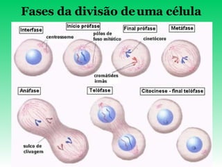 Fases da divisão de uma célula 