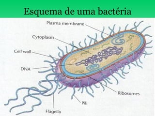 Esquema de uma bactéria 