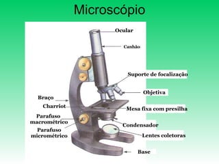 Microscópio Ocular Canhão Suporte de focalização Objetiva Braço Mesa fixa com presilha Condensador Lentes coletoras Base Charriot Parafuso macrométrico Parafuso micrométrico 