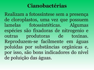 Cianobactérias Realizam a fotossíntese sem a presença de cloroplastos, uma vez que possuem lamelas fotossintéticas. Algumas espécies são fixadoras de nitrogenio e outras produtoras de toxinas. Reproduzem-se facilmente em águas poluídas por substâncias orgânicas e, por isso, são bons indicadores do nível de poluição das águas. 