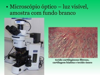 Microscópio óptico – luz visível, amostra com fundo branco tecido cartilaginoso fibroso,  cartilagem hialina e tecido ósseo 