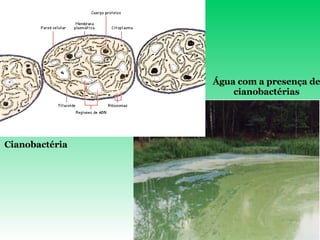 Cianobactéria Água com a presença de cianobactérias 