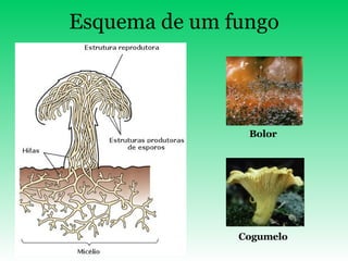 Esquema de um fungo Bolor Cogumelo 