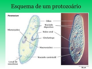 Esquema de um protozoário 