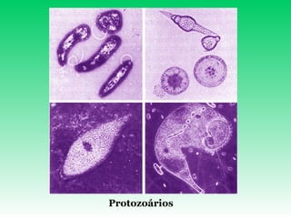 Protozoários 