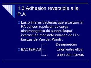 1.3 Adhesion reversible a la
P.A
 Las primeras bacterias que alcanzan la
PA vencen repulsion de carga
electronegativa de supercifieque
interactuan mediante enlaces de H o
fuerzas de Van der Waals.
Desaparecen
 BACTERIAS Unen entre ellas
unen con nuevas
 