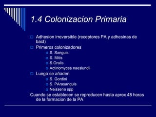 1.4 Colonizacion Primaria
 Adhesion irreversible (receptores PA y adhesinas de
bact)
 Primeros colonizadores
 S. Sanguis
 S. Mitis
 S.Oralis
 Actinomyces naeslundii
 Luego se añaden
 S. Gordini
 S. PArasanguis
 Neisseria spp
Cuando se establecen se reproducen hasta aprox 48 horas
de la formacion de la PA
 