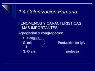 1.4 Colonizacion Primaria
FENOMENOS Y CARACTERISTICAS
MAS IMPORTANTES:
Agregacion y coagregacion.
S. Sanguis,
S. mitis Produccion de IgA –
I
S. Oralis proteasa
 