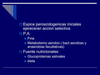  Espice peroscidogenicas iniciales
ejereceran accion selectiva.
 P.A:
 Fina
 Metabolismo aerobio ( bact aerobias y
anaerobias facultativas)
 Fuente nutricionales:
 Glucoproteinas salivales
 dieta
 