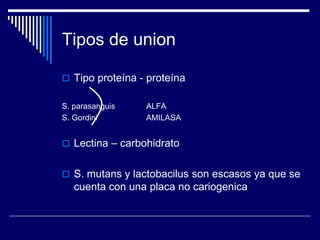Tipos de union
 Tipo proteína - proteína
S. parasanguis ALFA
S. Gordini AMILASA
 Lectina – carbohidrato
 S. mutans y lactobacilus son escasos ya que se
cuenta con una placa no cariogenica
 