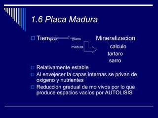 1.6 Placa Madura
 Tiempo placa Mineralizacion
madura calculo
tartaro
sarro
 Relativamente estable
 Al envejecer la capas internas se privan de
oxigeno y nutrientes
 Reducción gradual de mo vivos por lo que
produce espacios vacíos por AUTOLISIS
 