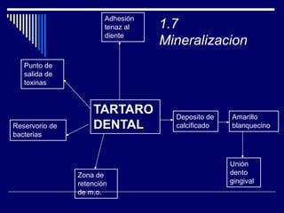 Deposito de
calcificado
Punto de
salida de
toxinas
Reservorio de
bacterias
Zona de
retención
de m.o.
Adhesión
tenaz al
diente
Unión
dento
gingival
Amarillo
blanquecino
TARTARO
DENTAL
1.7
Mineralizacion
 