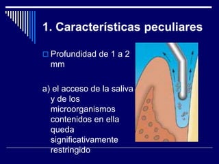 1. Características peculiares
 Profundidad de 1 a 2
mm
a) el acceso de la saliva
y de los
microorganismos
contenidos en ella
queda
significativamente
restringido
 