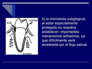 b) la microbiola subgingival,
al estar especialmente
protegida no requiera
establecer: importantes
mecanismos adhesivos, ya
que difícilmente será
arrastrada por el flujo salival.
 