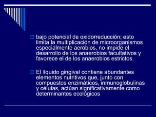  bajo potencial de oxidorreducción; esto
limita la multiplicación de microorganismos
especialmente aerobios, no impide el
desarrollo de los anaerobios facultativos y
favorece el de los anaerobios estrictos.
 El líquido gingival contiene abundantes
elementos nutritivos que, junto con
compuestos enzimáticos, inmunoglobulinas
y células, actúan significativamente como
determinantes ecológicos
 
