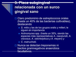 3. Placa subgingival
relacionada con un surco
gingival sano
 Claro predominio de estreptococos orales
(hasta un 40% de las bacterias cultivables),
destacando
 S. mitis y las de los grupos oralis y milleri; le
siguen en importancia
 Actinomyces spp. (hasta un 35%, siendo las
especies más representativas A. naeslundii, A.
viscosus, A. odontolyticus y A. meyerí) y
 C. matruchotii.
 Nunca se detectan treponemas ni
bacilos gramnegativos anaerobios
facultativos.
 
