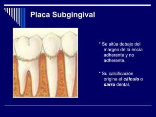 Placa Subgingival
* Se sitúa debajo del
margen de la encía
adherente y no
adherente.
* Su calcificación
origina el cálculo o
sarro dental.
 