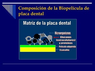 Composición de la Biopelícula de
placa dental
 