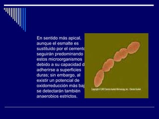 En sentido más apical,
aunque el esmalte es
sustituido por el cemento,
seguirán predominando
estos microorganismos
debido a su capacidad de
adherirse a superficies
duras; sin embargo, al
existir un potencial de
oxidorreducción más bajo
se detectarán también
anaerobios estrictos.
 