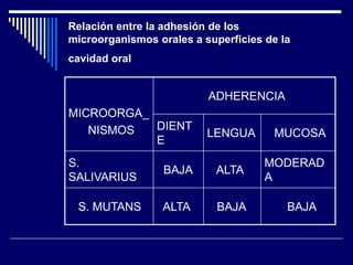 Relación entre la adhesión de los
microorganismos orales a superficies de la
cavidad oral
MICROORGA_
NISMOS
ADHERENCIA
DIENT
E
LENGUA MUCOSA
S.
SALIVARIUS
BAJA ALTA
MODERAD
A
S. MUTANS ALTA BAJA BAJA
 