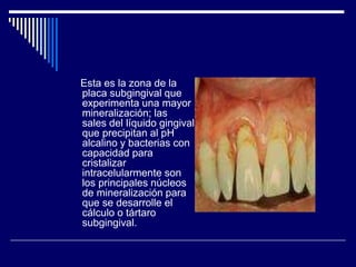Esta es la zona de la
placa subgingival que
experimenta una mayor
mineralización; las
sales del líquido gingival
que precipitan al pH
alcalino y bacterias con
capacidad para
cristalizar
intracelularmente son
los principales núcleos
de mineralización para
que se desarrolle el
cálculo o tártaro
subgingival.
 