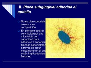 II. Placa subgingival adherida al
epitelio
 No es bien conocida en
cuanto a su
composición.
 En principio estaría
constituida por una
microbiota con
capacidad para
adherirse a superficies
blandas especialmente
a través de algún
mecanismo en el que
estén implicadas las
fimbrias.
 