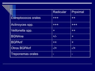 Radicular Prpximal
Estreptococos orales +++ ++
Actinoyces spp. +++ +++
Veillonella spp. + ++
BGNAne +/- +
BGPAnf ++ +
Otros BGPAnf -/+ -/+
Treponemas orales - -
 