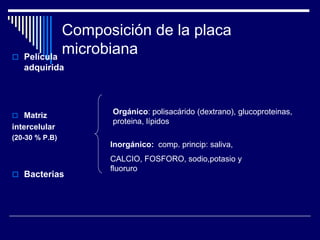 Composición de la placa
microbiana Película
adquirida
 Matriz
intercelular
(20-30 % P.B)
 Bacterias
Orgánico: polisacárido (dextrano), glucoproteinas,
proteina, lípidos
Inorgánico: comp. princip: saliva,
CALCIO, FOSFORO, sodio,potasio y
fluoruro
 