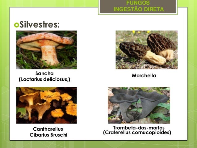 A Tecnologia De Alimentos Derivado Dos Produtos Agropecuários Exemplo Fungo