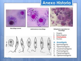 Anexo Historia




Macrófago normal
                   Leishmania en macrófago   Histoplasma capsulatum en
                                                     macrófago

                                             1.   Flagelo
                                             2.   Bolsa flagelar
                                             3.   Cinetoplasto
                                             4.   Núcleo

                                             A.   Amastigota
                                             B.   Epimastigota
                                             C.   Tripomastigota
                                             D.   Coanomastigota
                                             E.   Promastigota
                                             F.   Paramastigota
                                             G.   Opistomastigota
 