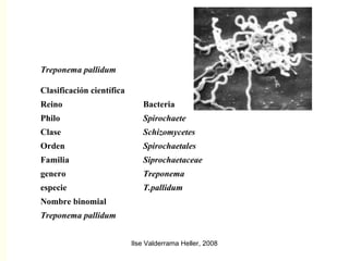 Treponema pallidum Nombre binomial Clasificación científica                                                                                                                                                         ?  Treponema pallidum Treponema pallidum Nombre binomial Clasificación científica                                                                                                                                                         ?  Treponema pallidum Treponema pallidum Nombre binomial T.pallidum especie Treponema genero Siprochaetaceae Familia  Spirochaetales Orden Schizomycetes Clase Spirochaete Philo Bacteria Reino Clasificación científica Treponema pallidum 