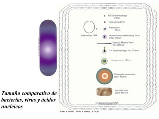 Tamaño comparativo de bacterias, virus y ácidos nucleicos 