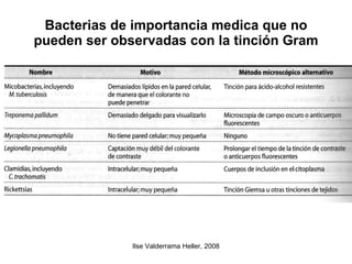 Bacterias de importancia medica que no pueden ser observadas con la tinción Gram 
