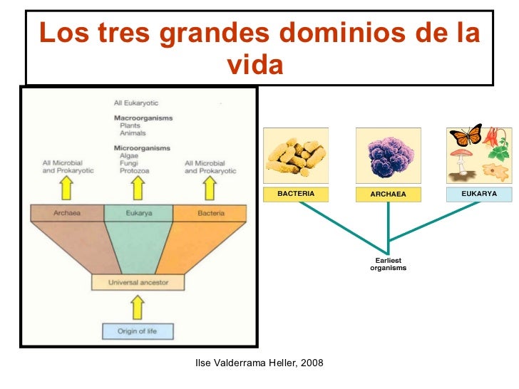 microbiologia generalidades